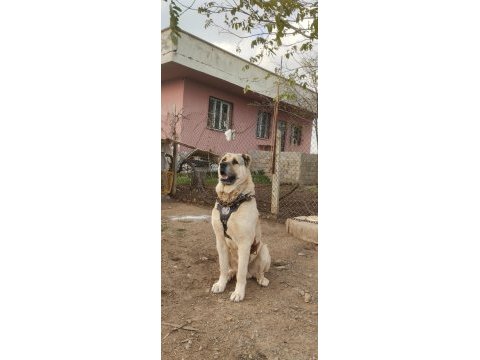 Kangalların psikopatı