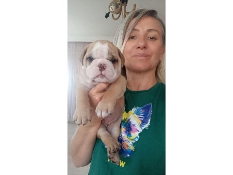 Sevimli yaramazlar ingiliz bulldog bebeklerimiz