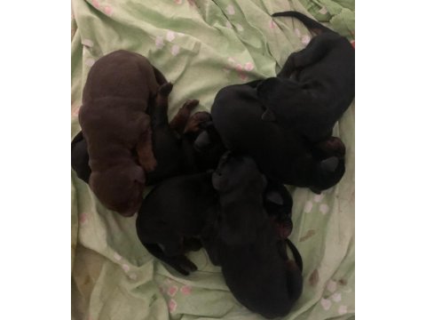Şecereli doberman yeni yuvalarını arıyor