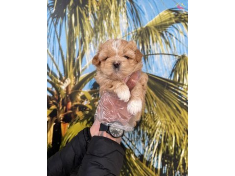 Maltipoo bebeklerim sağlık ve ırk garantili