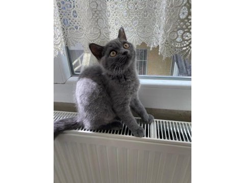 Beyaz gri sarı renklerde sakin tatlı cins yavru kedilerim