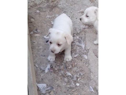 Dişi fino beyaz yavru köpekler