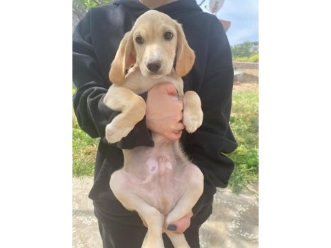 Annesi cocker baba pointer