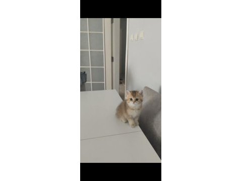 A kalite güzel bir soya sahip yavru kedimiz