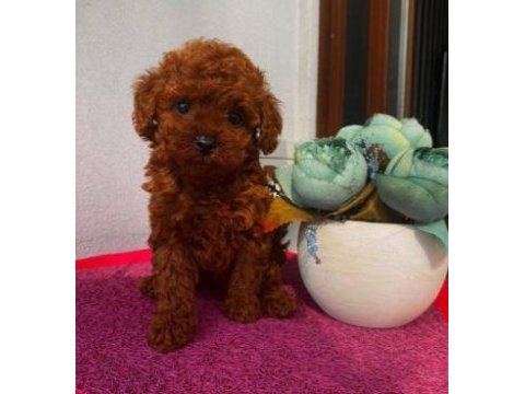 Elit patiler farkıyla toy poodle yavrular