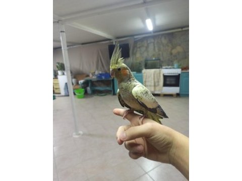Evcil sultan