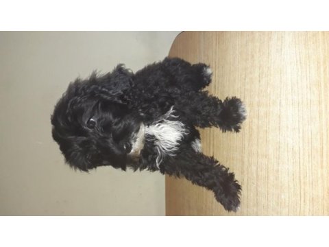 Terrier maltese siyah beyaz
