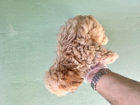 Maltipoo a kaliye yavrular tüm illere gönderim