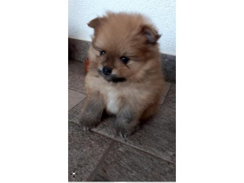 İki pomeranian yavrumuza aile arıyorum