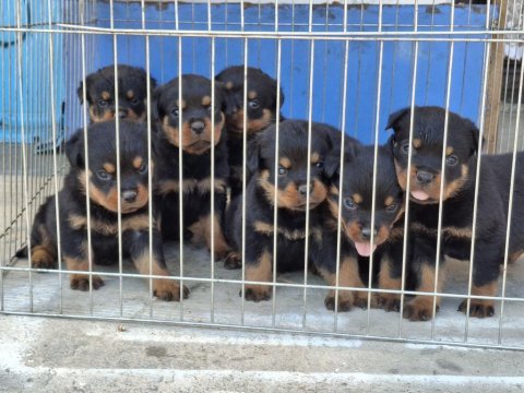A şecereli macar koca kafa küt burun rottweiler yavrular