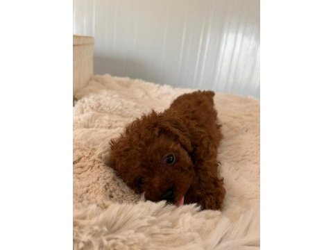 Kore toy poodle bebekler