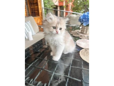 Golden bicolor british longhair bebekler