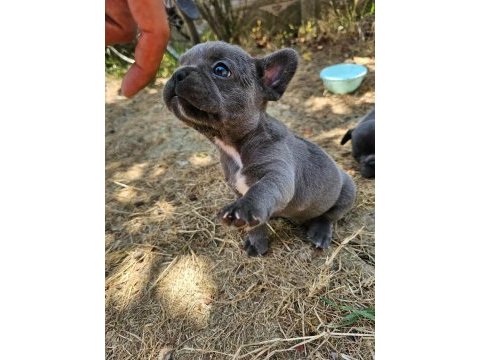Blue sevimli french bulldog yavrular