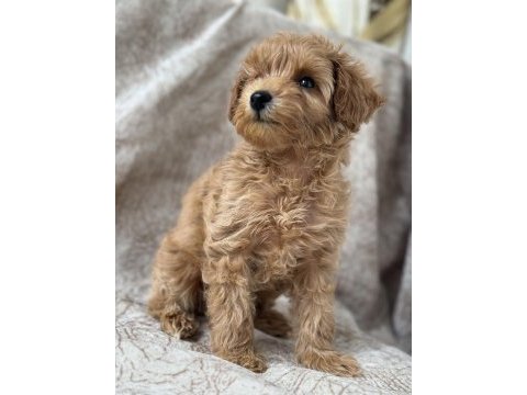 Poodle gibi maltipoo