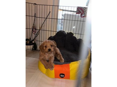 Yavru poodle köpeğimizi sahiplenecek bir yuva arıyoruz