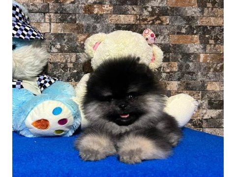 Çok nadir bulunan black tan ayı surat pomeranian yavrumuz