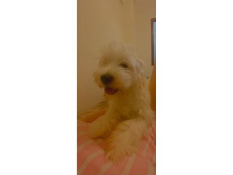 Kızımıza yeni yuva arıyoruz maltese terrier