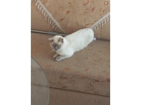 Ücretsiz sakin ve tatlı kediler