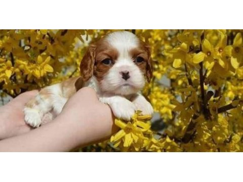 Irk ve sağlık garantili cavalier king charles yavrular