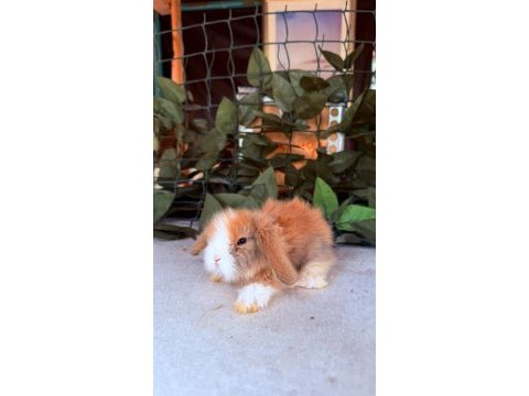 Safkan hollanda teddy lop yavru tavşan