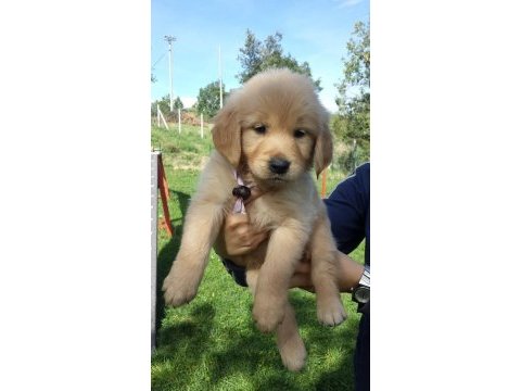 Golden retriever yavruları