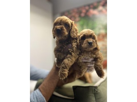 Red- red brown maltipoo yavrularımız @petclubadanaa