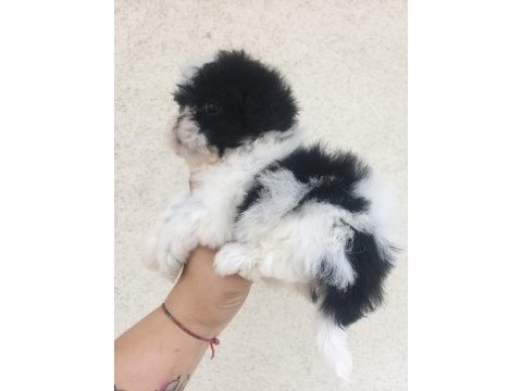 Kalite ve özeli isteyenlere shih tzu