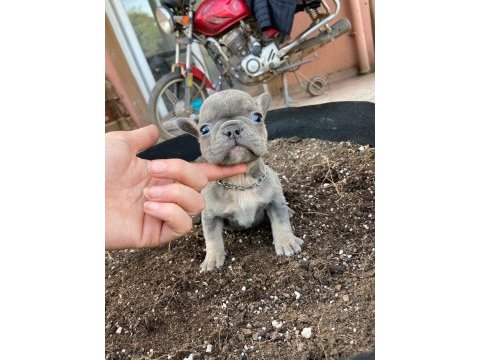 Egzotic blue kaliteli french bulldog bebekler
