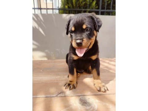 Koca kafalı rottweiler yavruları