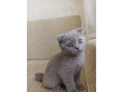 Scottish fold kedimin yavruları