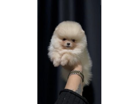 Teddy bear dişi pomeranian
