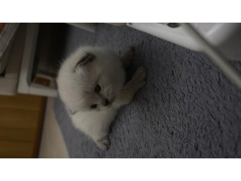 1.5 aylık yavru british ve scottish fold yavrular