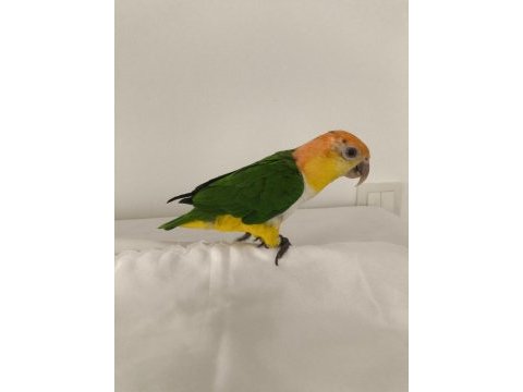 Caique papağanı (kayık papağanı)