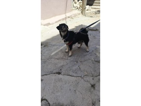 Sevgi böcüğü pekinez oğlana yuva arıyoruz