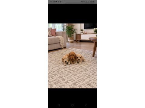 Evınızın yakısıklı maltipoo mınıklerı