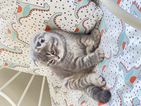 2 aylık scottish fold erkek