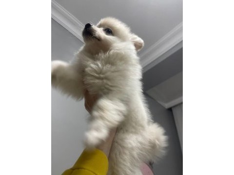Yeni yuvasını arıyor spitz