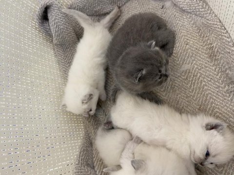 British shorthair kediler vakti gelince sahiplendirilecek