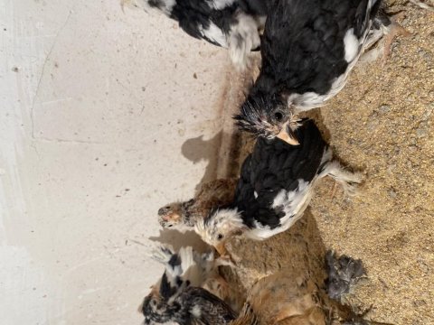 45 günlük yavru ispençler