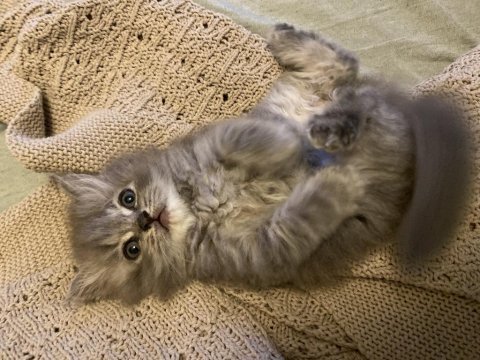 British longhair erkek