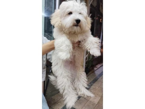 A kalite erkek maltese