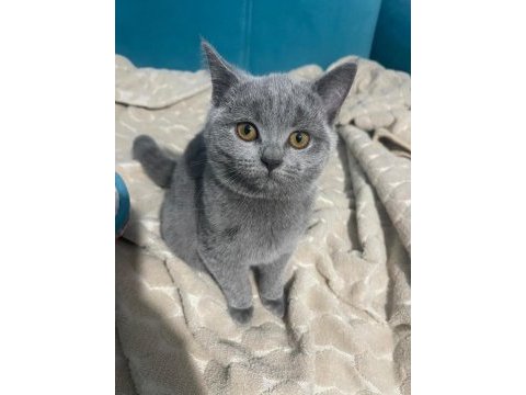 2.5 - 3 aylık kısa tüylü british shorthair yavru