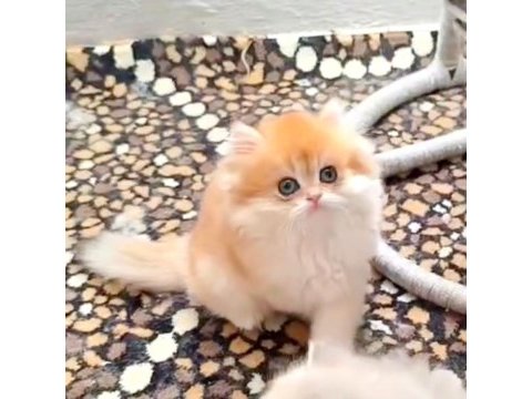 British longhair kedisi