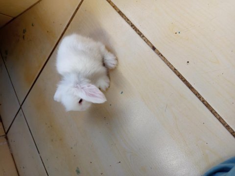 Orjinal hollanda teddy lop tavşan her ile gönderim