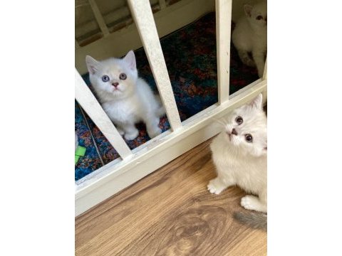 Pendik evden dünya güzelleri kediler