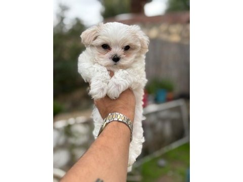 Maltese terrier yavrularımız