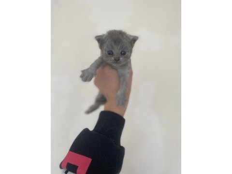 Ayı kafa scottish fold yavrular