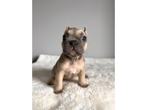 Renkli gözlü ırk garantili yavrularım french bulldog
