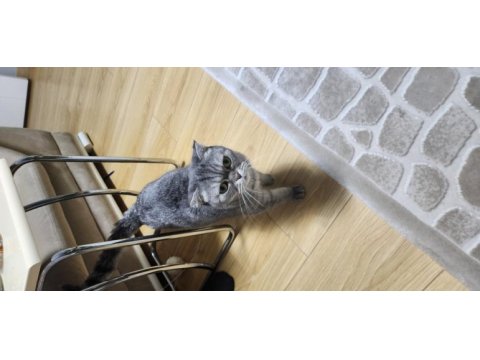Scottish fold ücretsiz sahiplendirilecektir