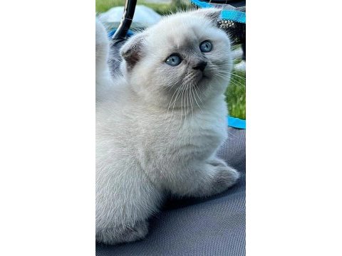 45 günlük orjinal blue point yavru kediler